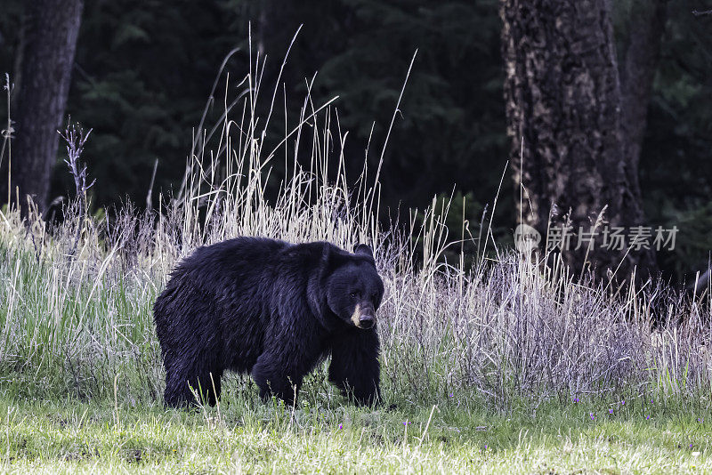 美国黑熊(Ursus americanus)是一种中等体型的熊，原产于北美，常见于黄石国家公园。男性的熊。